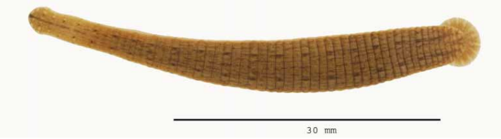 Haementeria lopezi, a leech of the family Glossiphoniidae