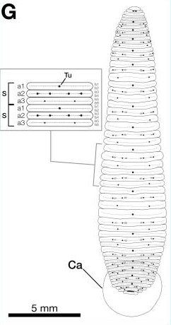 Haementeria lutzi, a leech of the family Glossiphoniidae