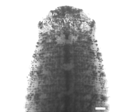 Haementeria maculata, a leech of the family Glossiphoniidae
