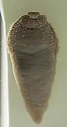 Haementeria officinalis, a leech of the family Glossiphoniidae