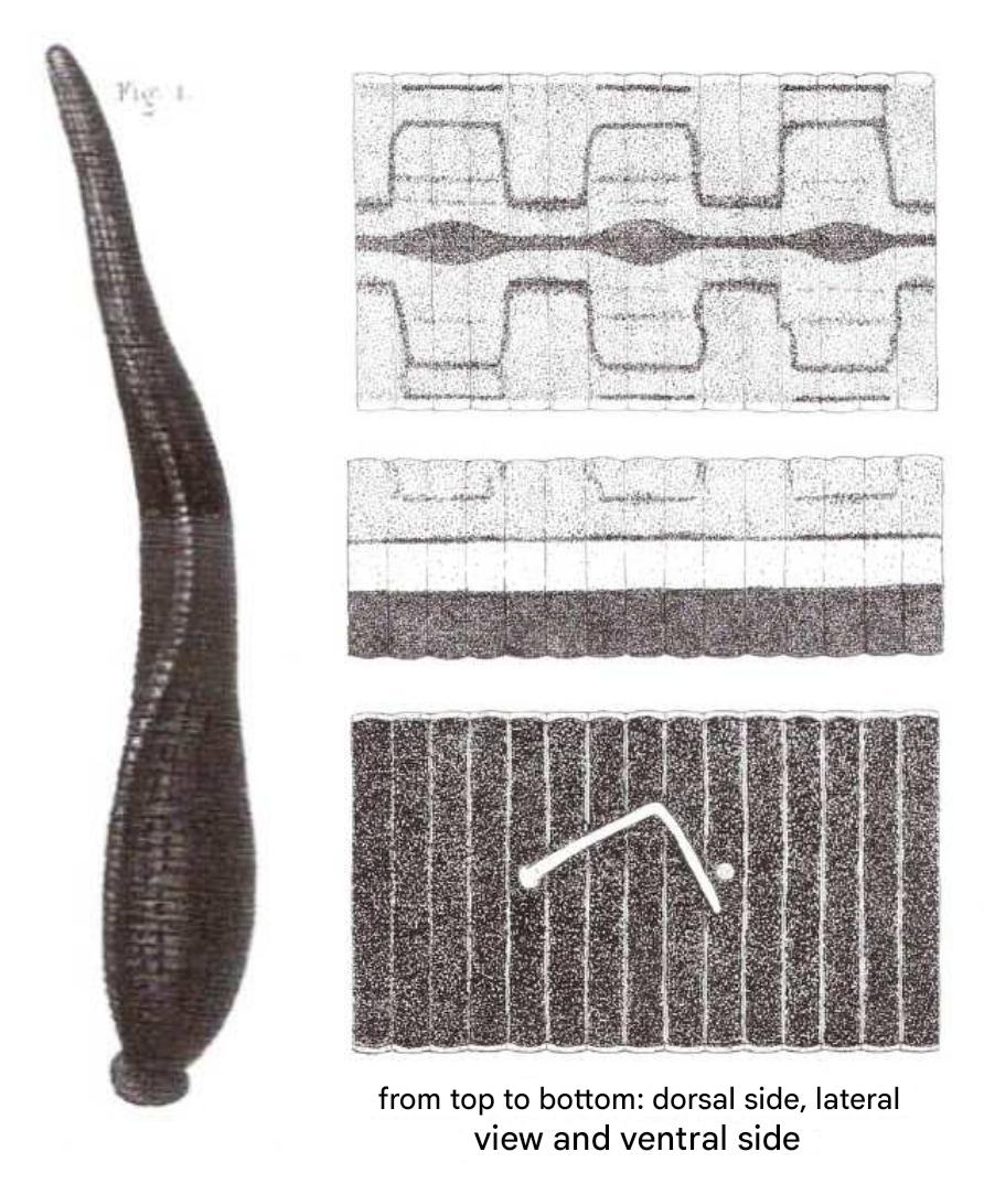 Haemopis elegans, a leech of the family Haemopidae