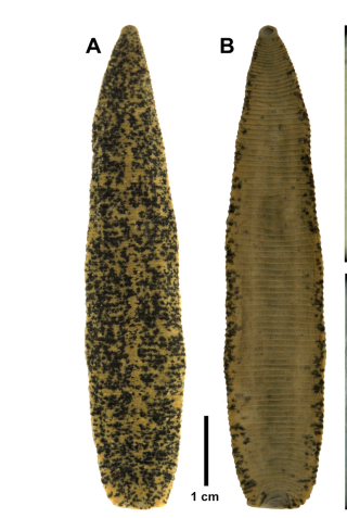 Haemopis grandis, a leech of the family Haemopidae