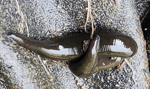 Haemopis indicus, a leech of the family Haemopidae