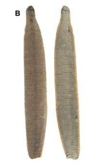 Haemopis kingi, a leech of the family Haemopidae