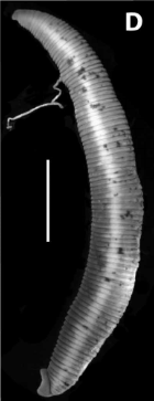 Haemopis lateromaculata, a leech of the family Haemopidae