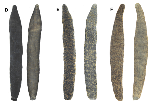 Haemopis marmorata, a leech of the family Haemopidae