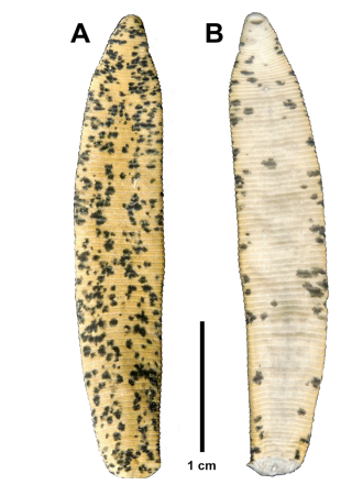 Haemopis plumbea, a leech of the family Haemopidae