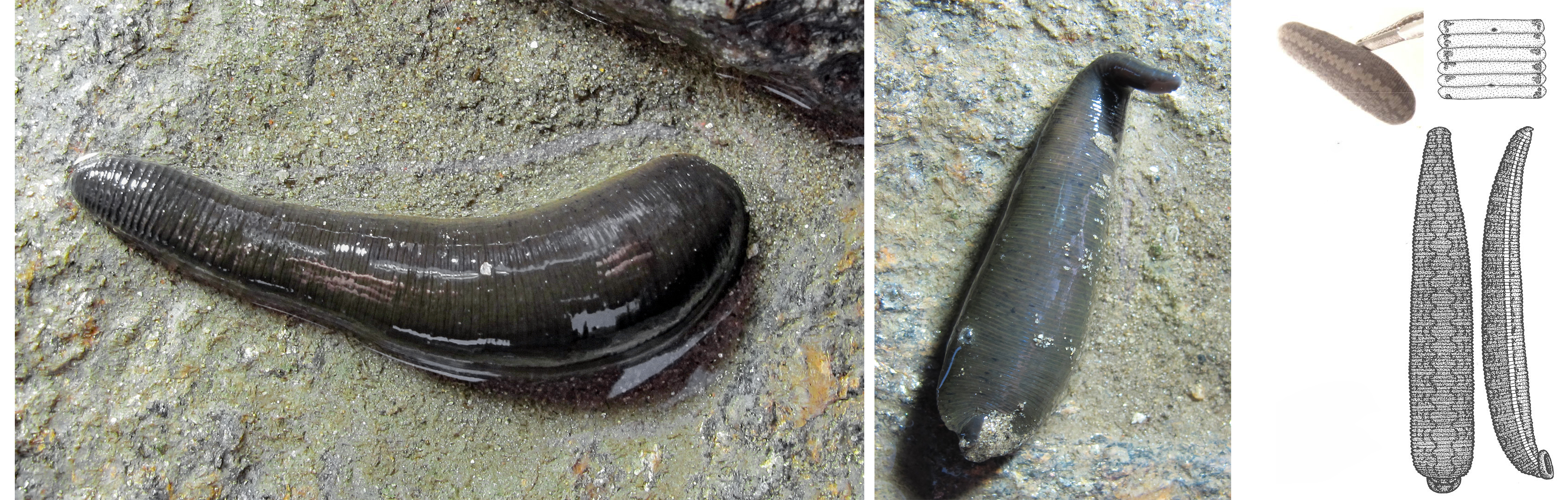 Haemopis sanguisuga, a leech of the family Haemopidae