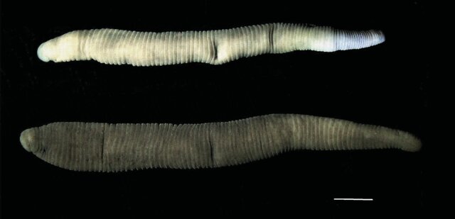 Haemopis septagon, a leech of the family Haemopidae