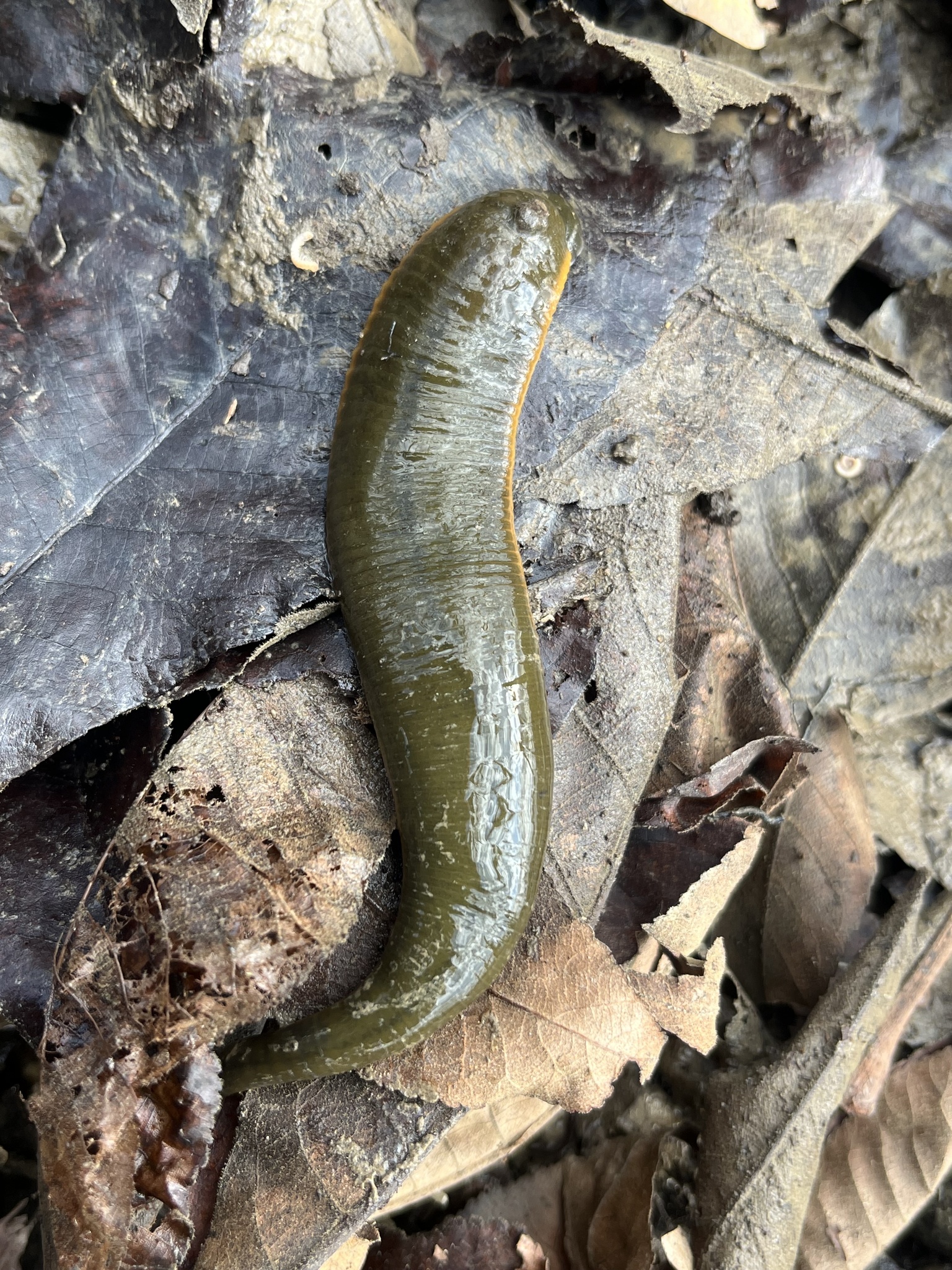 Haemopis terrestris, a leech of the family Haemopidae