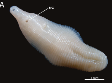 Helobdella adiastola, a leech of the family Glossiphoniidae