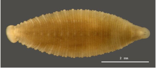Helobdella atli, a leech of the family Glossiphoniidae