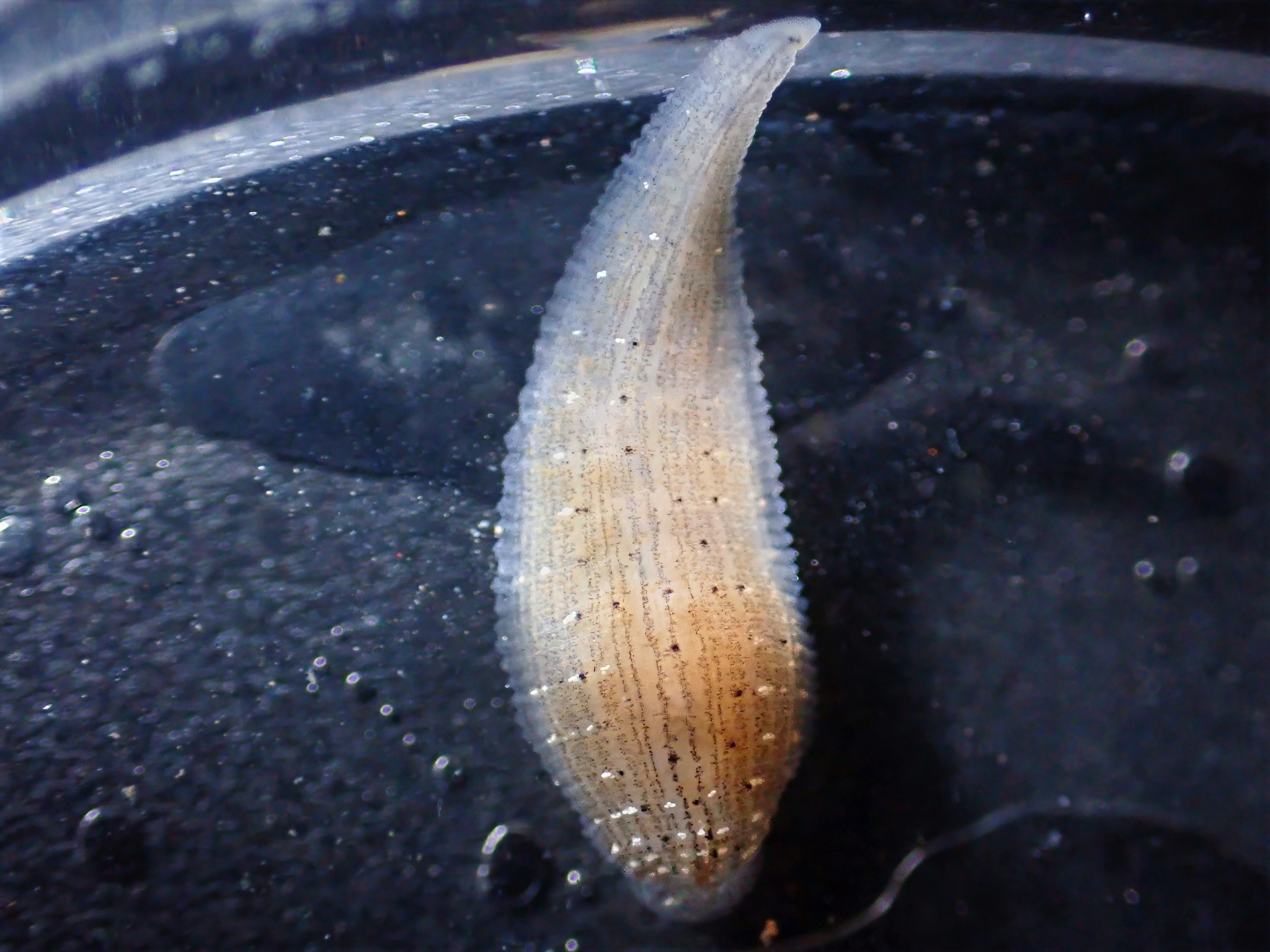 Helobdella austinensis, a leech of the family Glossiphoniidae