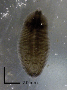 Helobdella blinni, a leech of the family Glossiphoniidae