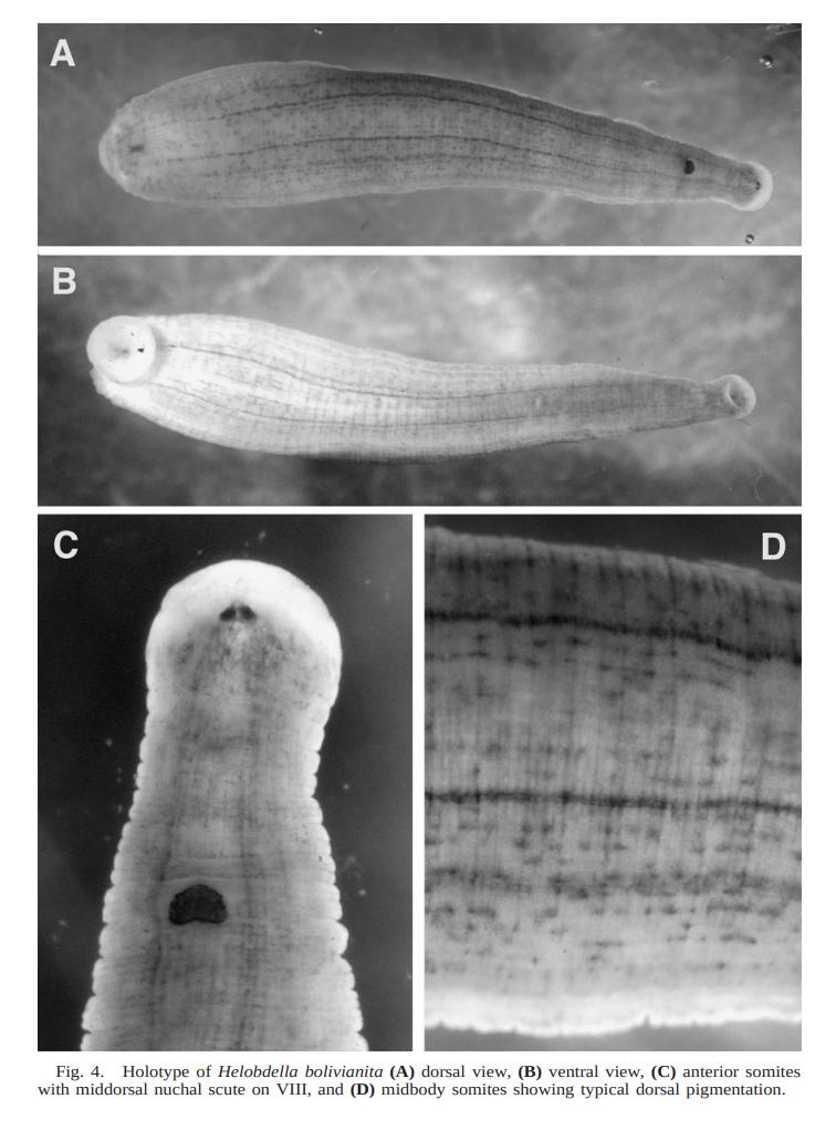 Helobdella bolivianita, a leech of the family Glossiphoniidae