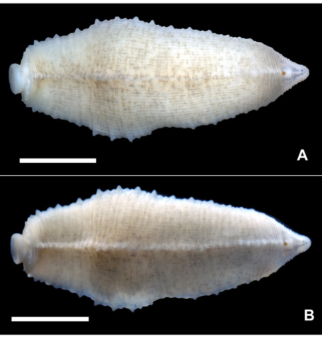 Helobdella bowermani, a leech of the family Glossiphoniidae