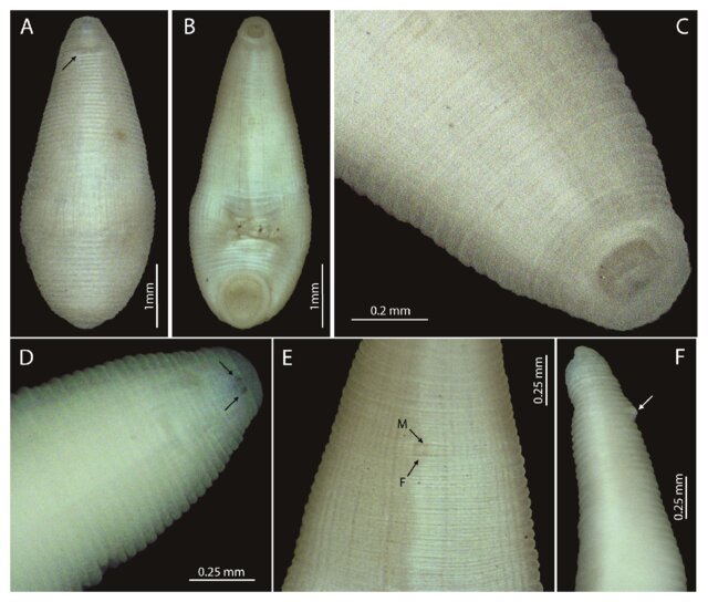 Helobdella buzz, a leech of the family Glossiphoniidae