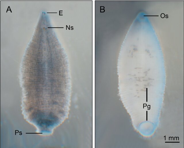 Helobdella californica, a leech of the family Glossiphoniidae