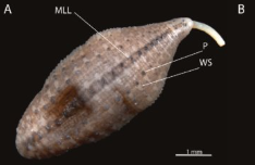 Helobdella chaviensis, a leech of the family Glossiphoniidae