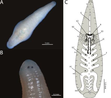 Helobdella diploides, a leech of the family Glossiphoniidae