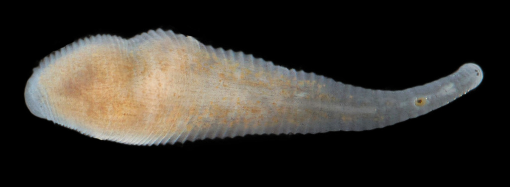 Helobdella echoensis, a leech of the family Glossiphoniidae