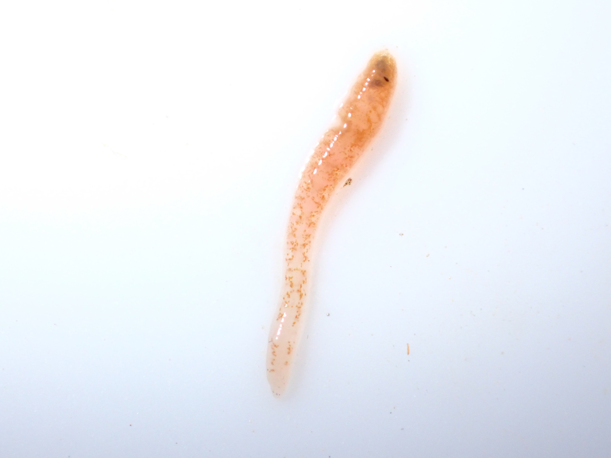 Helobdella elongata, a leech of the family Glossiphoniidae