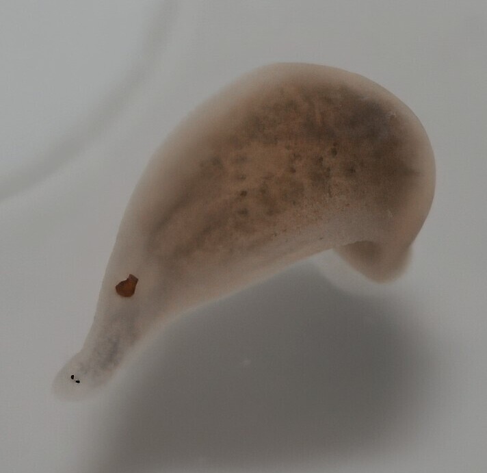 Helobdella eriensis, a leech of the family Glossiphoniidae