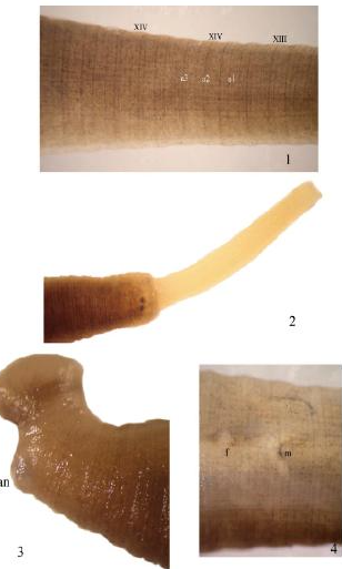 Helobdella fantasmae, a leech of the family Glossiphoniidae