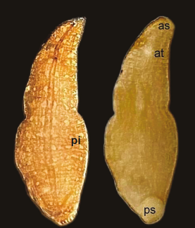 Helobdella farmeri, a leech of the family Glossiphoniidae