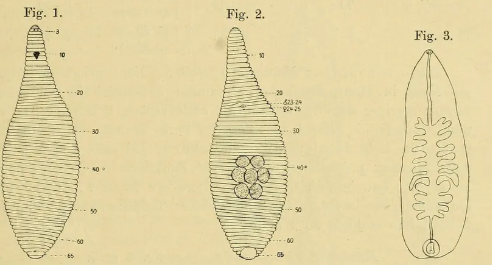 Helobdella godeti, a leech of the family Glossiphoniidae