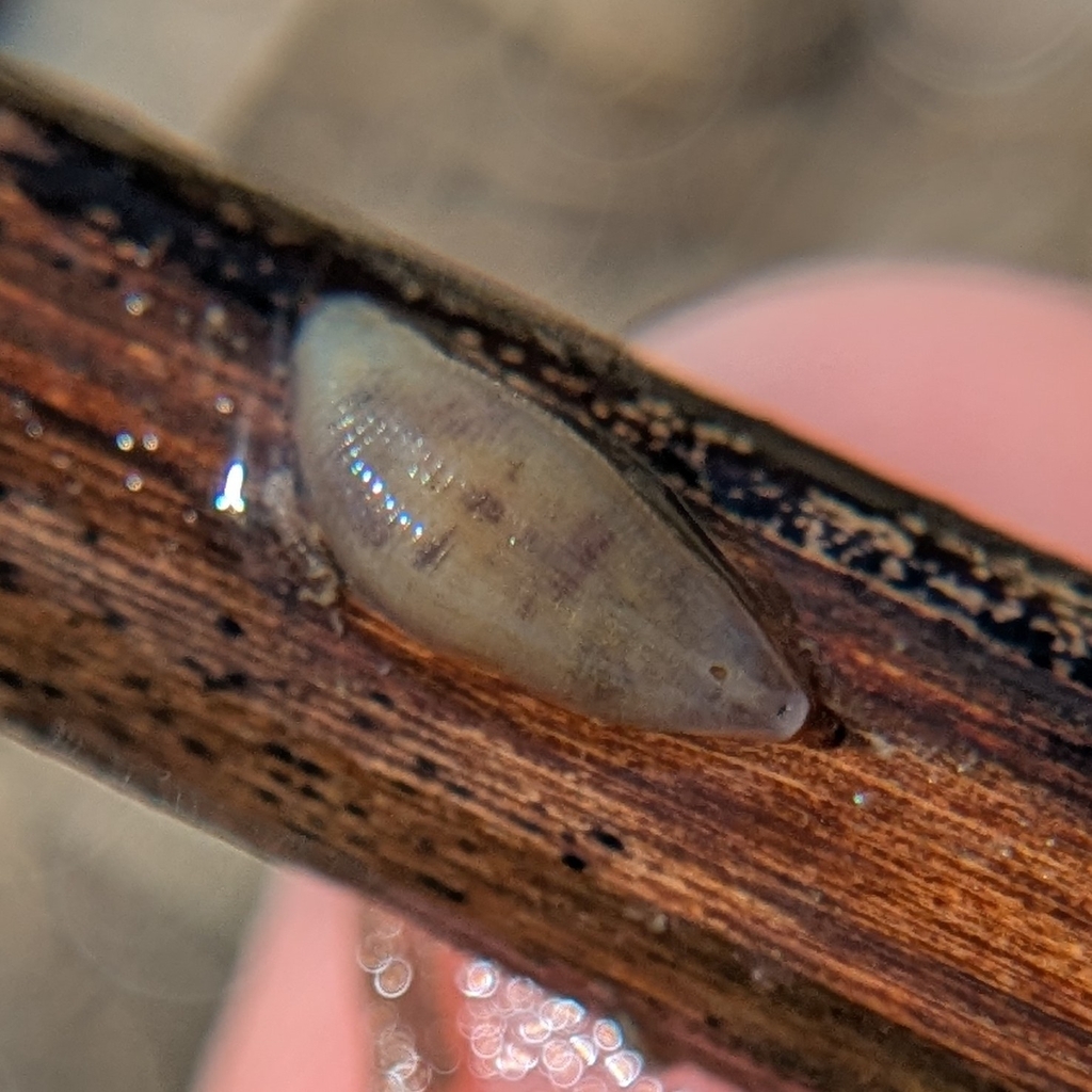 Helobdella gordiana, a leech of the family Glossiphoniidae