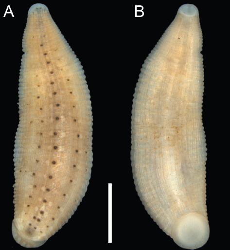 Helobdella gulloae, a leech of the family Glossiphoniidae