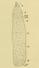Helobdella huaroni, a leech of the family Glossiphoniidae