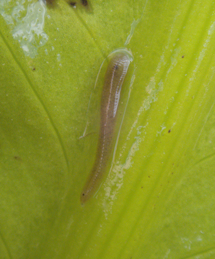 Helobdella humboldtensis, a leech of the family Glossiphoniidae