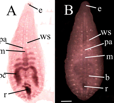 Helobdella lineata, a leech of the family Glossiphoniidae