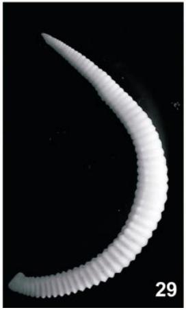 Helobdella michaelseni, a leech of the family Glossiphoniidae