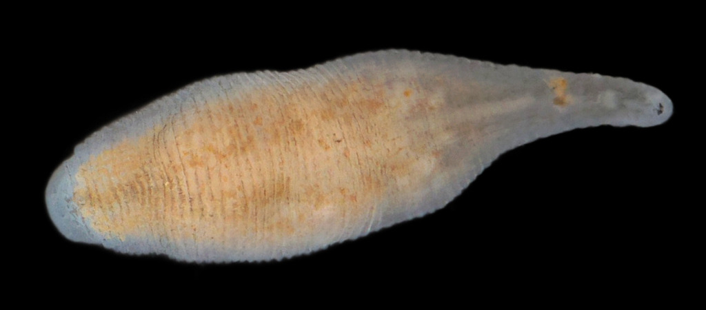 Helobdella modesta, a leech of the family Glossiphoniidae