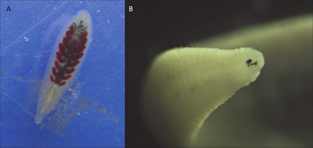 Helobdella nuda, a leech of the family Glossiphoniidae