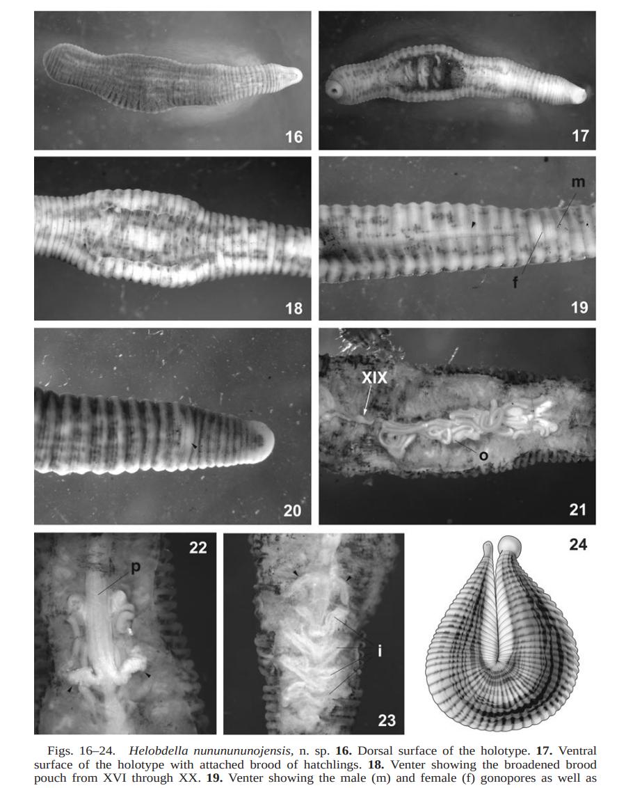 Helobdella nununununojensis, a leech of the family Glossiphoniidae