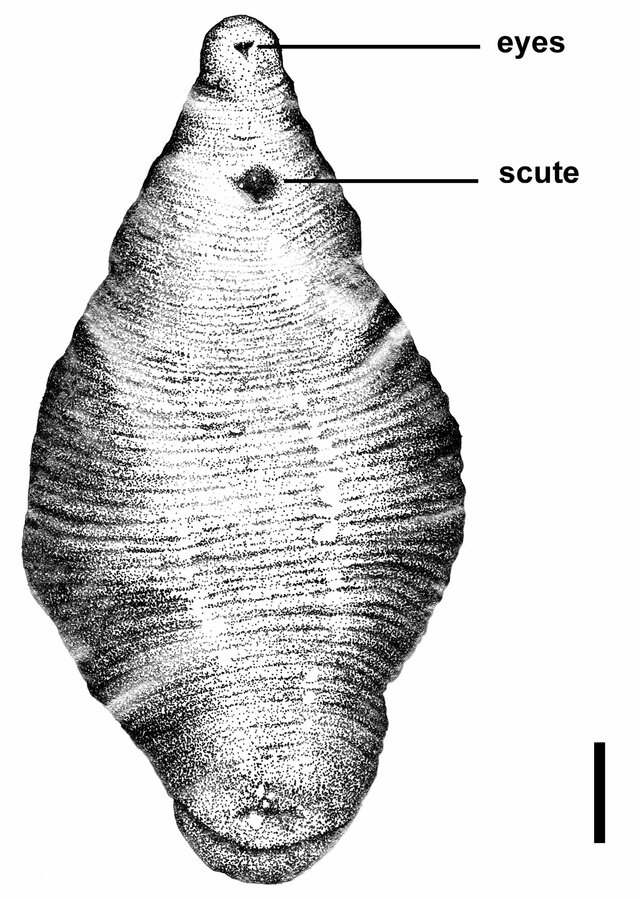 Helobdella octatestisaca, a leech of the family Glossiphoniidae