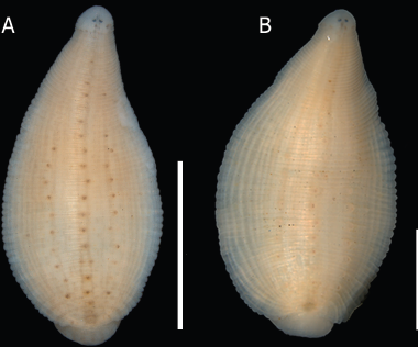 Helobdella papilloprocta, a leech of the family Glossiphoniidae