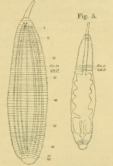 Helobdella peruviensis, a leech of the family Glossiphoniidae