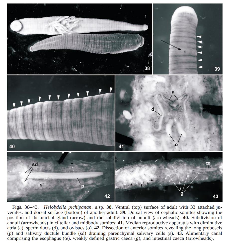 Helobdella pichipanan, a leech of the family Glossiphoniidae