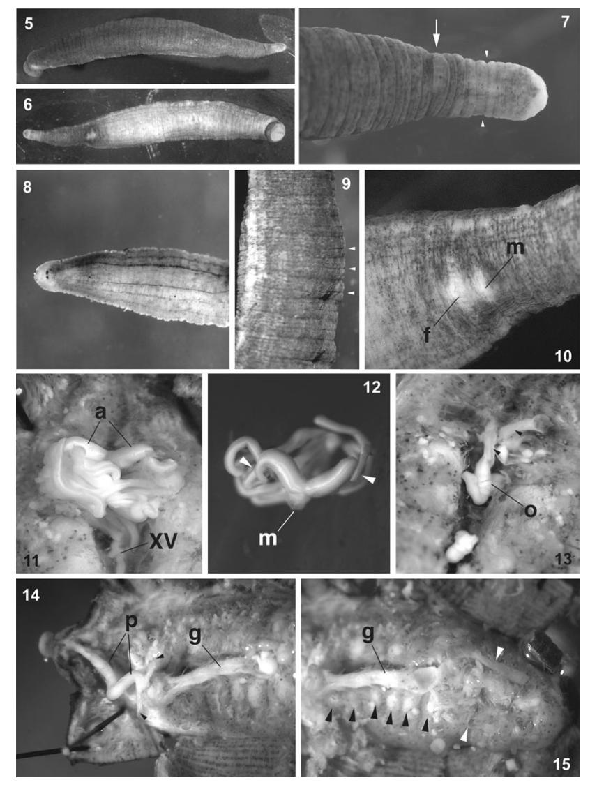 Helobdella ringueleti, a leech of the family Glossiphoniidae
