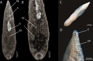 Helobdella schlenzae, a leech of the family Glossiphoniidae