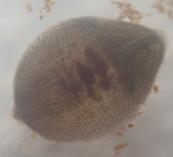 Helobdella serendipitosa, a leech of the family Glossiphoniidae