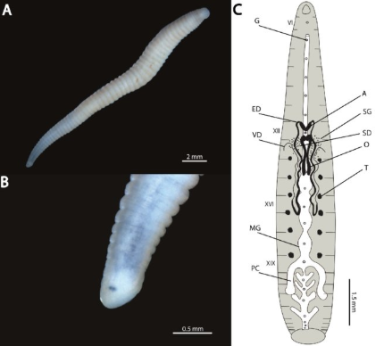 Helobdella similis, a leech of the family Glossiphoniidae