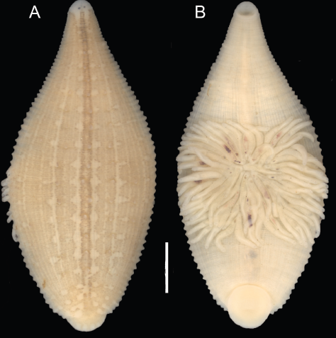 Helobdella socimulcensis, a leech of the family Glossiphoniidae