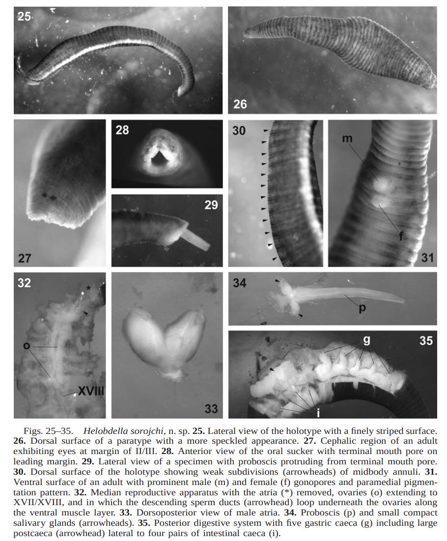 Helobdella sorojchi, a leech of the family Glossiphoniidae