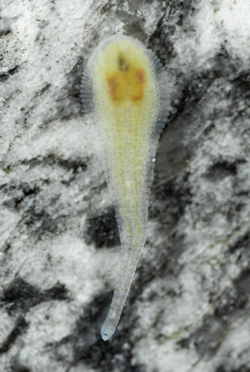Helobdella stagnalis, a leech of the family Glossiphoniidae